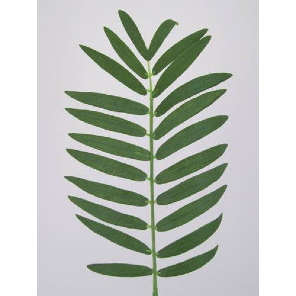 Small Cycas Leaf (Areca or Pogonatherum Palm) Artificial Leaves